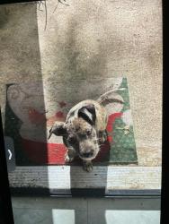 Lost Female Dog last seen Near nisbet dr, Macon, GA 31206