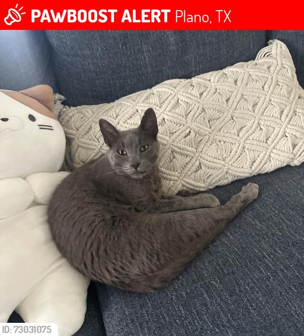 Lost Male Cat last seen Fairfield of Plano , Plano, TX 75094