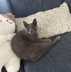 Lost Male Cat last seen Fairfield of Plano , Plano, TX 75094