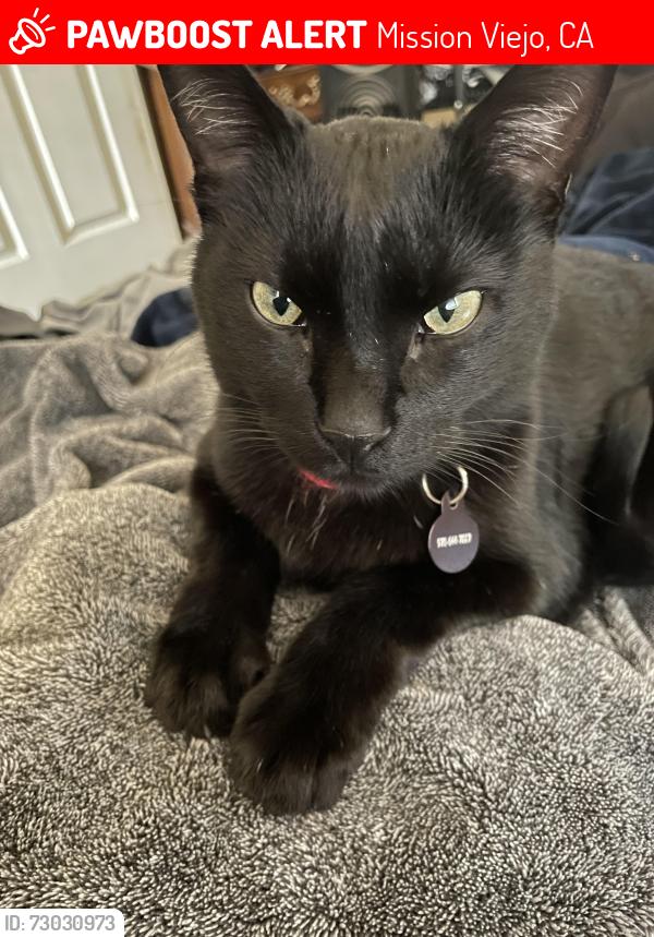 Lost Male Cat last seen Near Sonoita, Mission Viejo, CA 92691