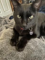 Lost Male Cat last seen Near Sonoita, Mission Viejo, CA 92691