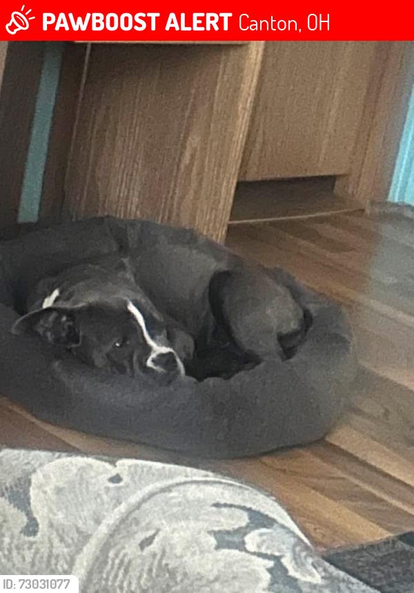 Lost Female Dog last seen 38th st, Canton, OH 44709
