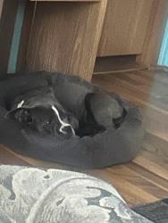 Lost Female Dog last seen 38th st, Canton, OH 44709
