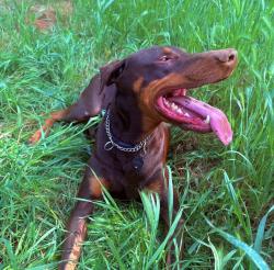 Lost Male Dog last seen Greenhorn Rd ., Grass Valley, CA 95945