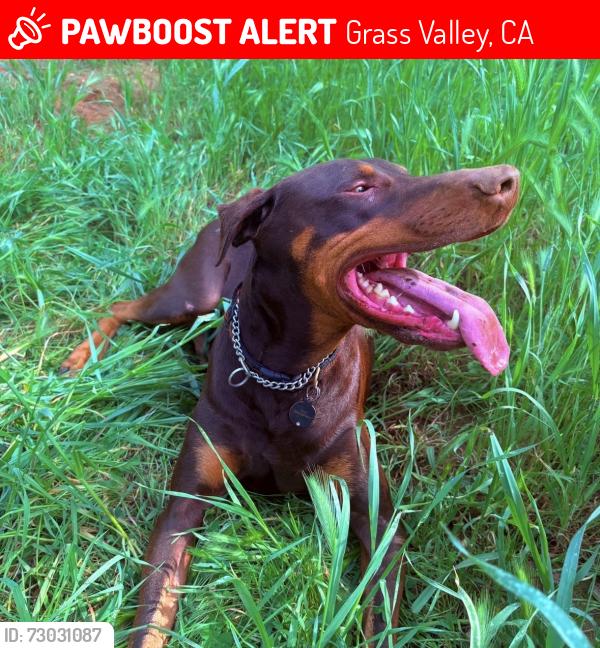 Lost Male Dog last seen Greenhorn Rd ., Grass Valley, CA 95945