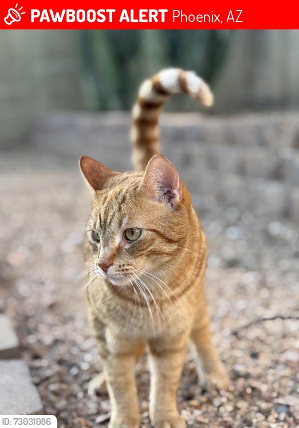 Lost Male Cat last seen Tatum and bell, Phoenix, AZ 85032