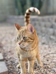 Lost Male Cat last seen Tatum and bell, Phoenix, AZ 85032