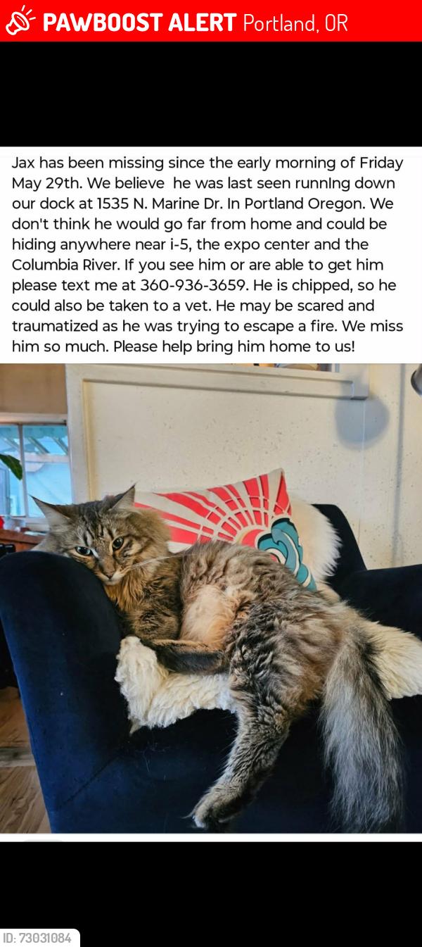 Lost Male Cat last seen Marine Dr & Interstate 5, Portland, OR 97217