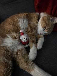 Lost Male Cat last seen Edward, Pierre-Lauzon, Montréal, QC H8Y 2C7