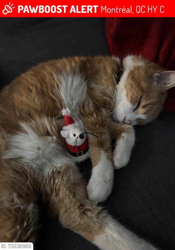 Lost Male Cat last seen Edward, Pierre-Lauzon, Montréal, QC H8Y 2C7