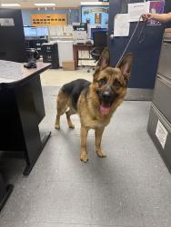 Found/Stray Male Dog last seen Colgate ave , The Bronx, NY 10473