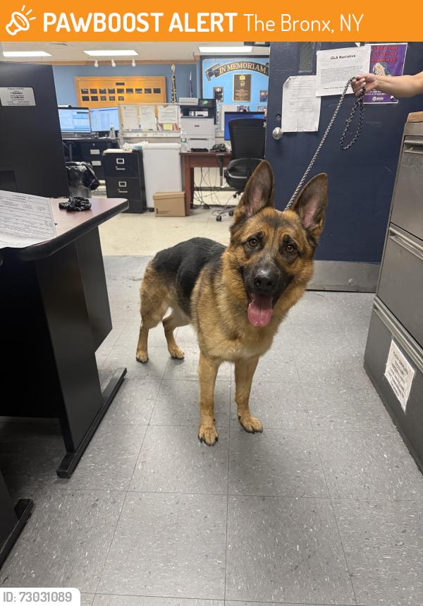 Found/Stray Male Dog last seen Colgate ave , The Bronx, NY 10473