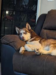 Reunited Male Dog last seen Dobson/elliot, Chandler, AZ 85224