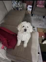 Lost Female Dog last seen Central and Eubank at Manzano Mesa apmts, Albuquerque, NM 87123