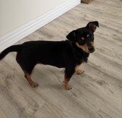 Found/Stray Female Dog last seen Newport subdivision, Crosby, TX 77532