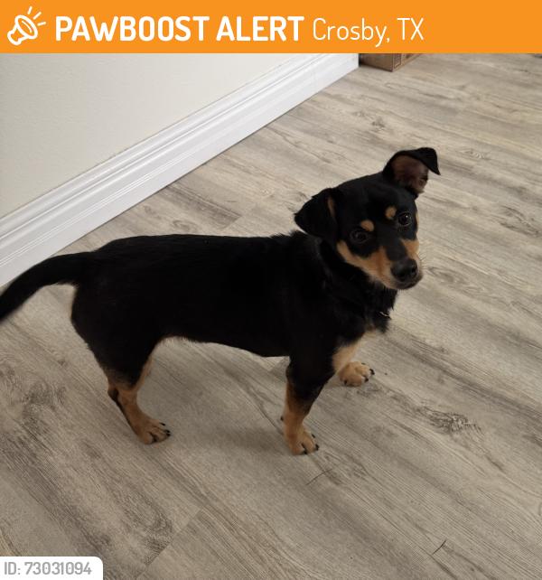 Found/Stray Female Dog last seen Newport subdivision, Crosby, TX 77532