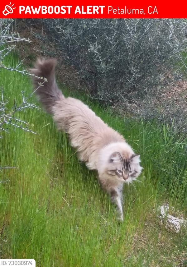 Lost Male Cat last seen Super 8 motel, Petaluma, CA 94954