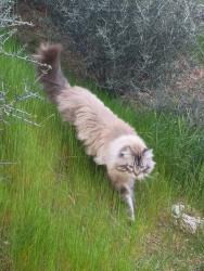 Lost Male Cat last seen Super 8 motel, Petaluma, CA 94954