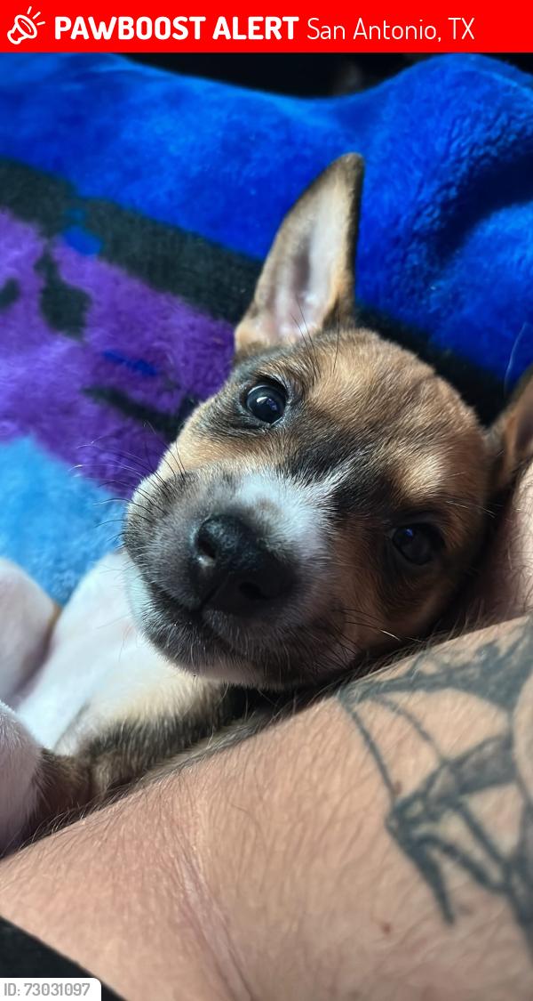 Lost Female Dog last seen Victoria tortillería, San Antonio, TX 78225