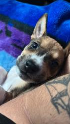 Lost Female Dog last seen Victoria tortillería, San Antonio, TX 78225