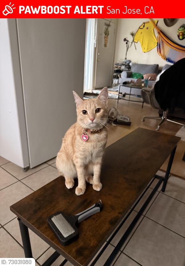 Lost Female Cat last seen Sector de Campbell en la Camden Av y Bradford way, San Jose, CA 95124