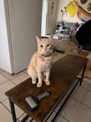 Lost Female Cat last seen Sector de Campbell en la Camden Av y Bradford way, San Jose, CA 95124