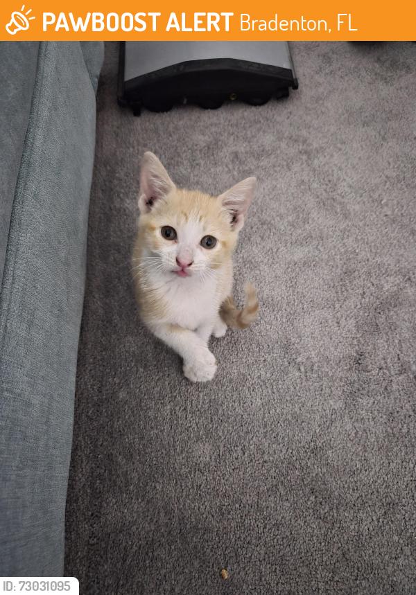 Found/Stray Female Cat last seen 32nd St W and Newport, Bradenton, FL 34205