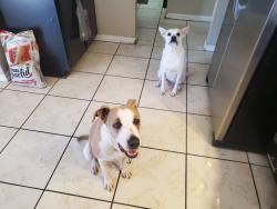 Reunited Female Dog last seen 83rd Ave and Indian school, Phoenix, AZ 85033