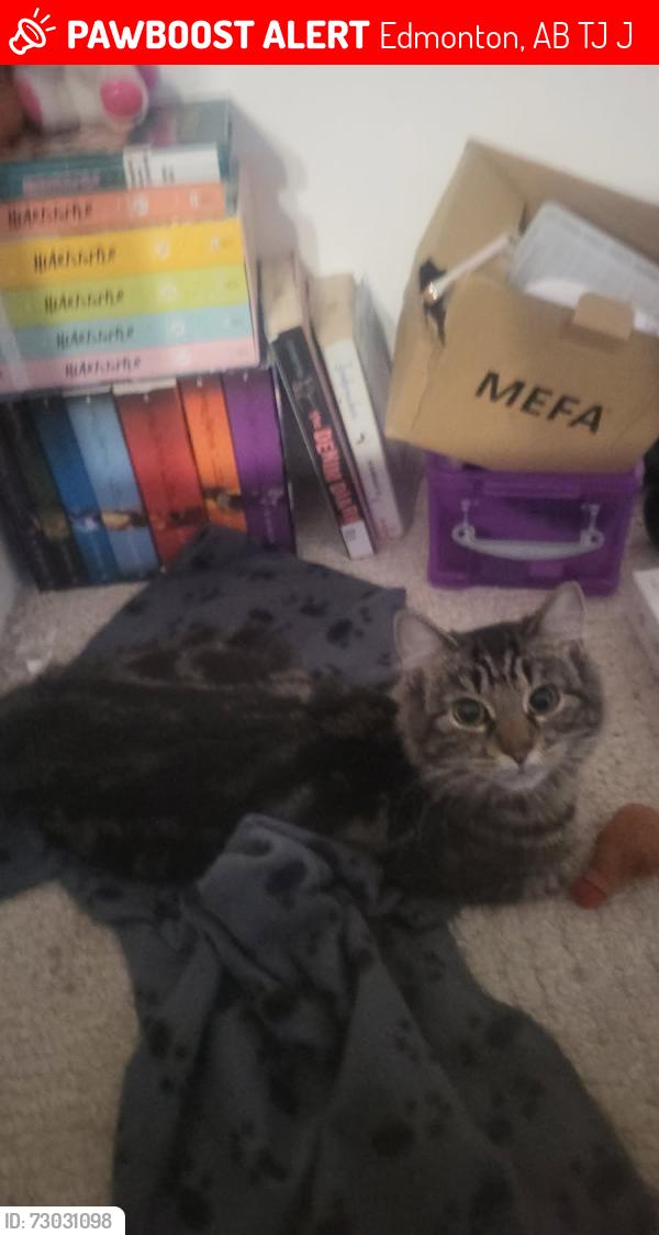 Lost Female Cat last seen Near st 18 ave , Edmonton, AB T6J 5J3