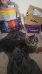 Lost Female Cat last seen Near st 18 ave , Edmonton, AB T6J 5J3