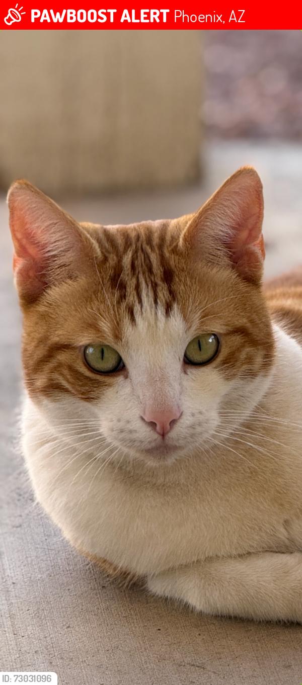 Lost Male Cat last seen Tatum and bell, Phoenix, AZ 85032