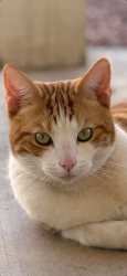 Lost Male Cat last seen Tatum and bell, Phoenix, AZ 85032