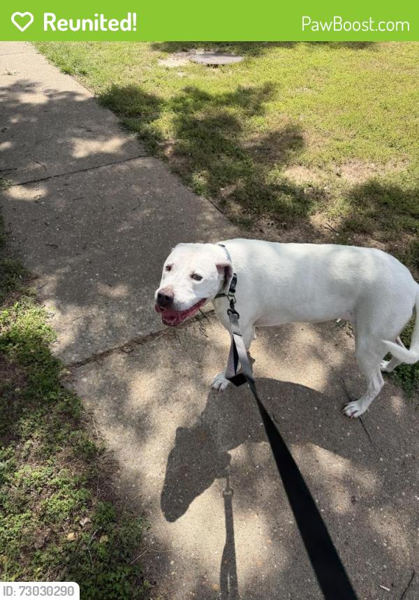 Reunited Male Dog last seen Shadowoak Drive , Ballwin, MO 63021