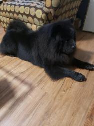 Lost Male Dog last seen Nation ford arrowood rd, Charlotte, NC 28217