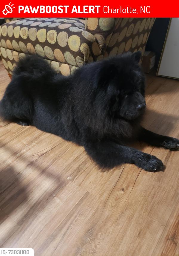 Lost Male Dog last seen Nation ford arrowood rd, Charlotte, NC 28217