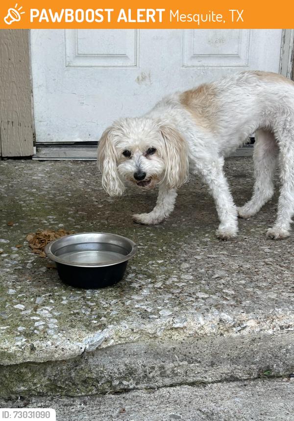 Found/Stray Male Dog last seen Rodeo center Blvd @ Allen Dr Mesquite 75149, Mesquite, TX 75149