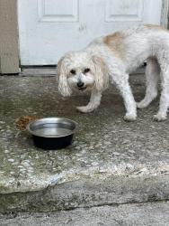 Found/Stray Male Dog last seen Rodeo center Blvd @ Allen Dr Mesquite 75149, Mesquite, TX 75149