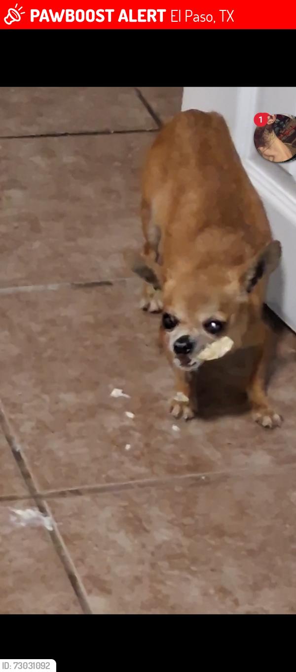 Lost Female Dog last seen Stahala, El Paso, TX 79924