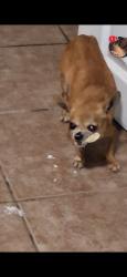 Lost Female Dog last seen Stahala, El Paso, TX 79924