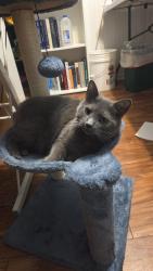 Lost Female Cat last seen South section line Rd and Home Rd., Shawnee Hills, OH 43065