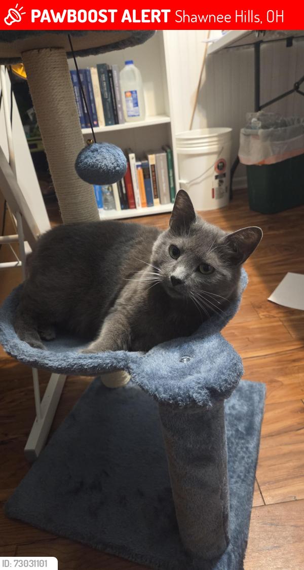 Lost Female Cat last seen South section line Rd and Home Rd., Shawnee Hills, OH 43065