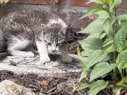 Found/Stray Unknown Cat last seen Square Lake and Dequindre, Troy, MI 48085