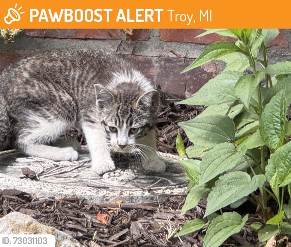 Found/Stray Unknown Cat last seen Square Lake and Dequindre, Troy, MI 48085