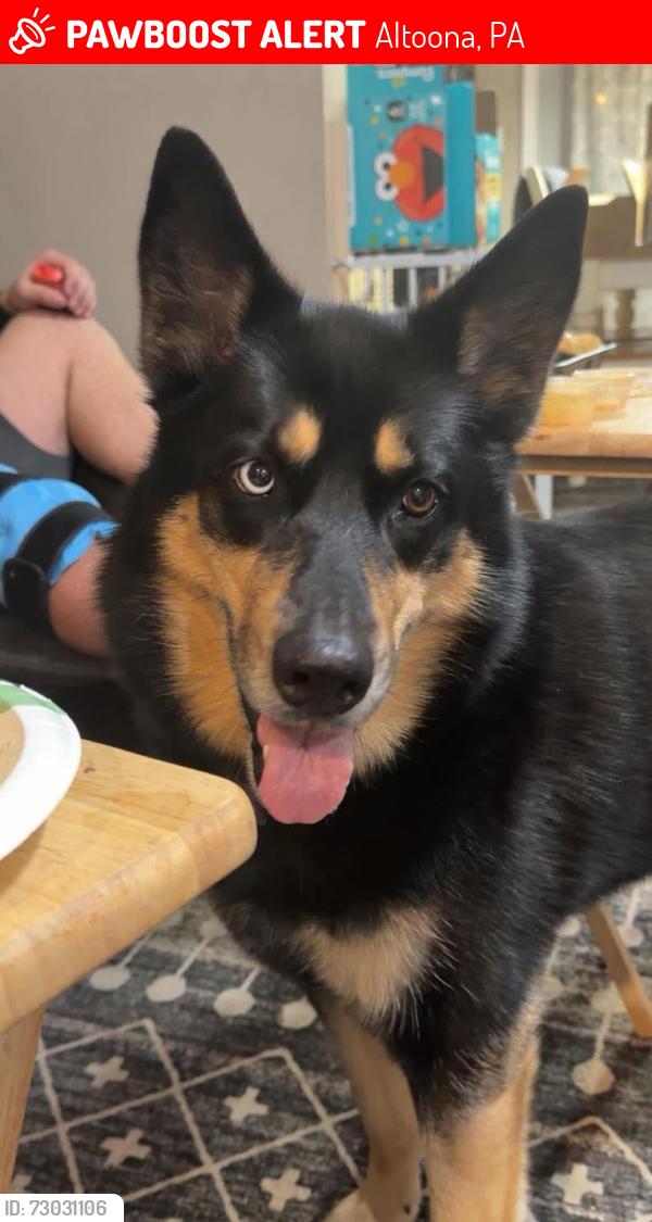 Lost Female Dog last seen Juniata gap road, Altoona, PA 16601