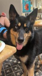 Lost Female Dog last seen Juniata gap road, Altoona, PA 16601