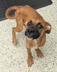 Shelter Stray Female Dog last seen Claire Dr. SE and Bonn St Intersection, Atlanta, GA, 1251 Fulton Industrial Blvd NW, Atlanta, GA 30336, USA