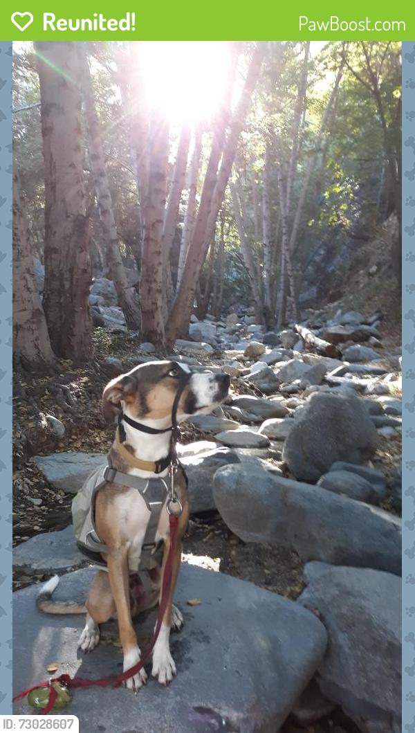 Reunited Male Dog last seen Islip Ridge Trail near Crystal Lake Camp Ground in Azusa, CA, Azusa, CA 91702