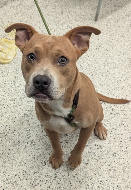 Shelter Stray Male Dog last seen Near Fulton Ind. Blvd., Atlanta, GA, 1251 Fulton Industrial Blvd NW, Atlanta, GA 30336, USA