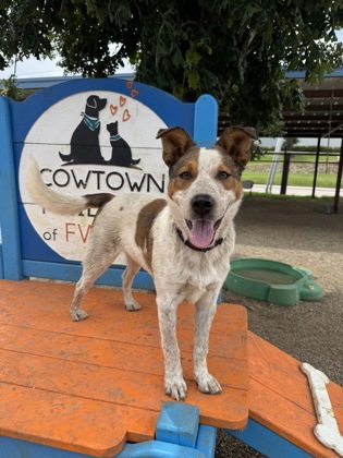 Shelter Stray Male Dog last seen , Outside Jurisdiction - Return, TX, 355 Hillshire Dr, Haslet, TX 76052, USA