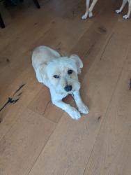 Lost Male Dog last seen Oakhill, Escondido, CA 92027